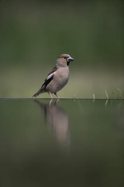 Hawfinch, Coccothraustes coccothrauste, — Stock Photo, Image