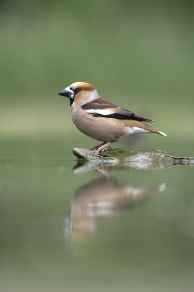 シメ、coccothraustes coccothrauste, — ストック写真