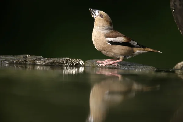 Hawfinch，通赂 coccothrauste, — 图库照片