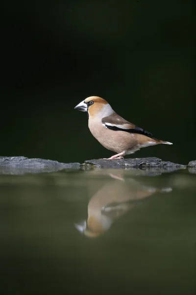 Dlask tlustozobý (Coccothraustes) coccothrauste, — Stock fotografie