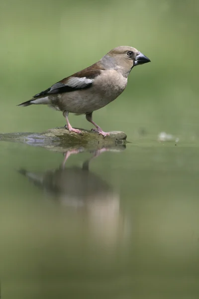 シメ、coccothraustes coccothrauste, — ストック写真