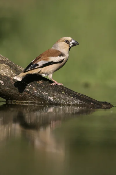 Appelvink, coccothraustes coccothrauste, — Stockfoto