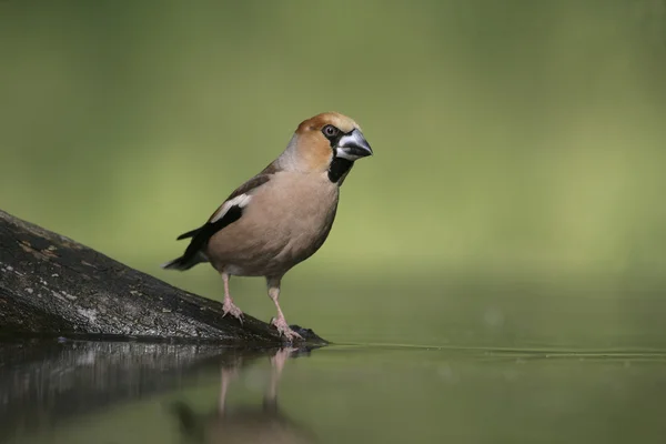 シメ、coccothraustes coccothrauste, — ストック写真