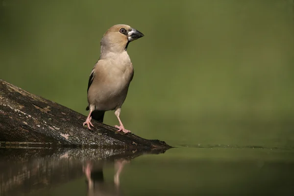 シメ、coccothraustes coccothrauste, — ストック写真