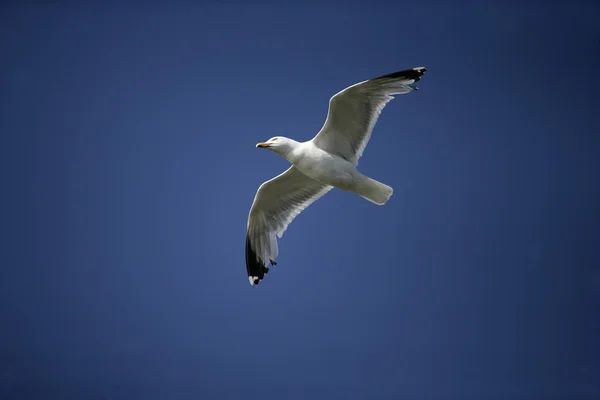 Gabbiano aringa, Larus argentatus — Foto Stock