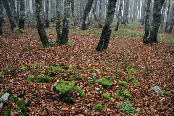 무속, carpinus betulus — 스톡 사진