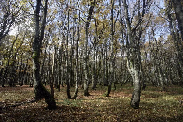 Hornbeam, 40 лет, Carpinus betulus — стоковое фото