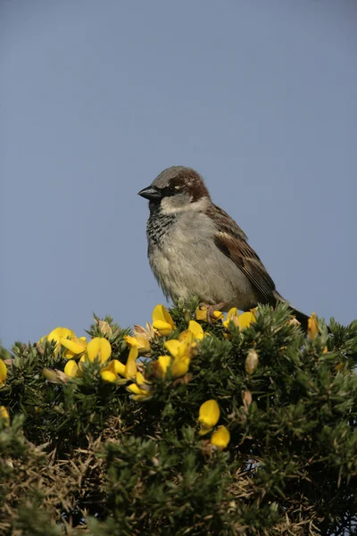 Wróbel, passer domesticus — Zdjęcie stockowe