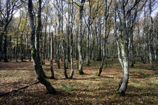 Haagbeuk, haagbeuk — Stockfoto