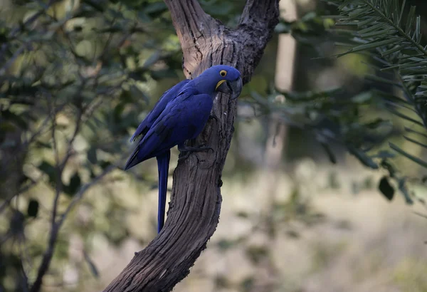 Hyacinth macaw, Anodorhynchus hyacinthinus, — Stock Photo, Image