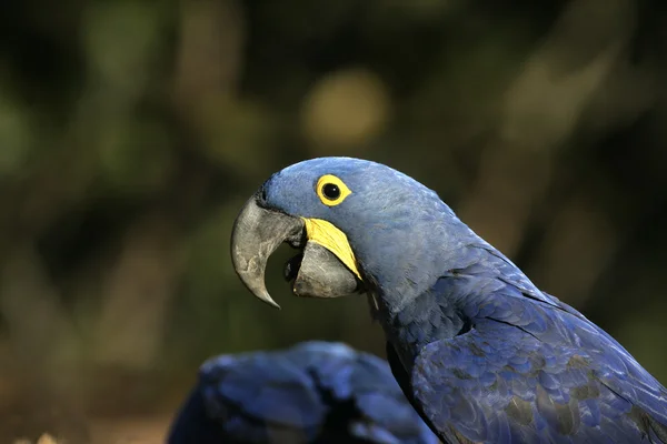 Arara-de-jacinto, anodorhynchus hyacinthinus , — Fotografia de Stock