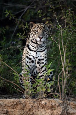 Jaguar panthera onca