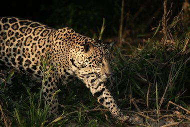 Jaguar panthera onca