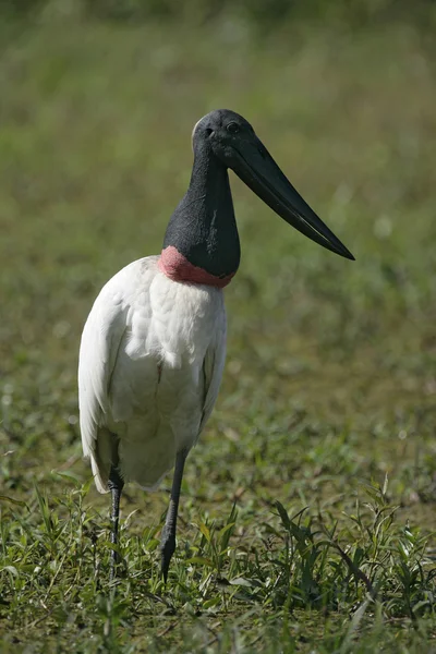 Reuzenooievaar, jabiru mycteria, — Stockfoto