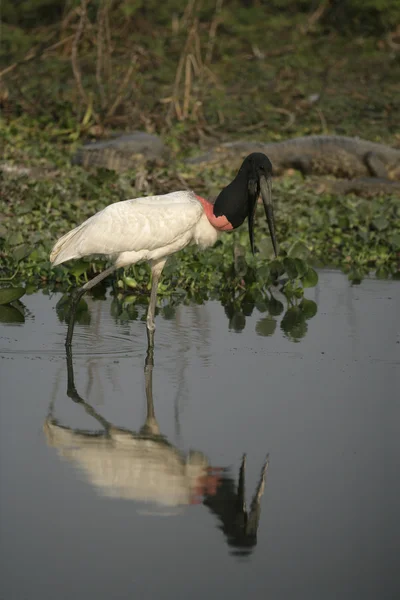 Jabiru, Jabiru mycteria, — Foto de Stock