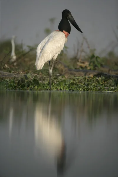 Jabiru, Jabiru mycteria, — Stock fotografie