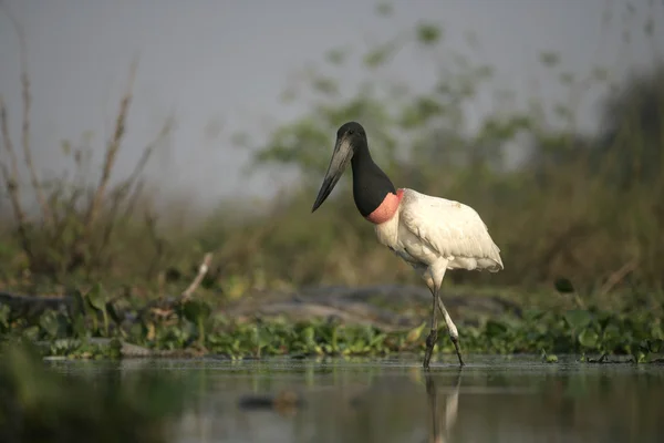 Jabiru, Jabiru mycteria, — Stockfoto