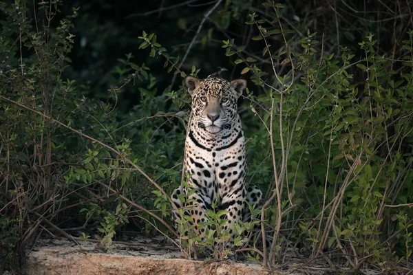 Jaguar, Panthera onca — стокове фото