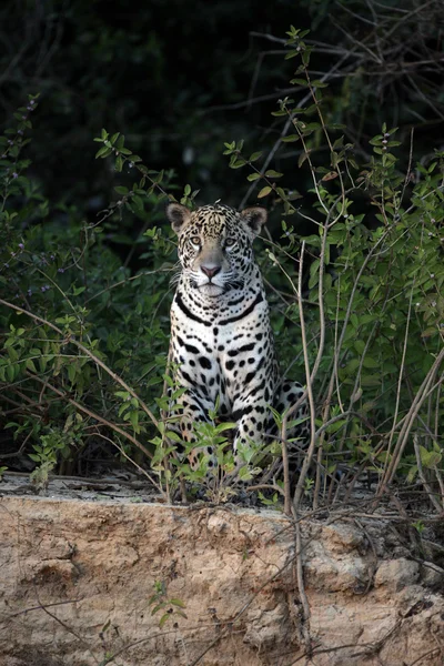 Jaguar panthera onca — Foto de Stock