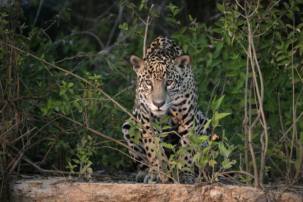 Jaguar, Panthera onca — Stockfoto