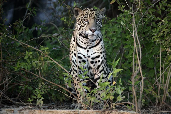 Jaguar, oroszlánt — Stock Fotó