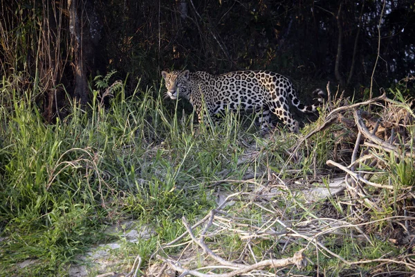 Jaguar, oroszlánt — Stock Fotó