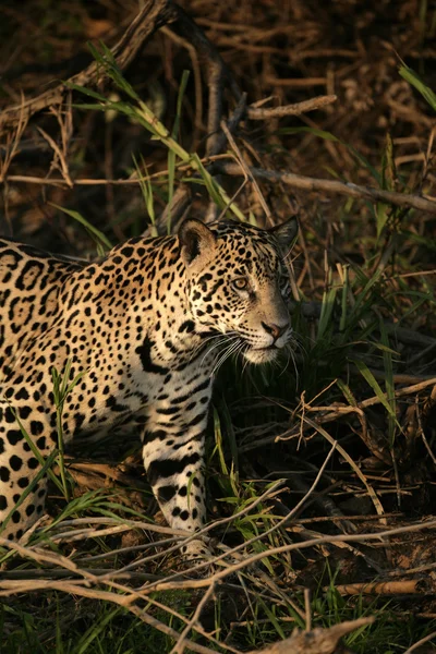 Jaguar, Panthera onca — стокове фото