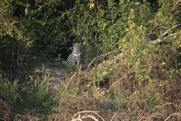 Jaguar, Panthera onca — стокове фото