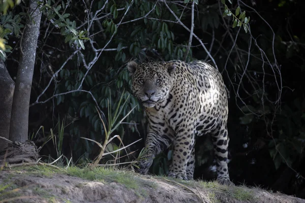 Jaguar, oroszlánt — Stock Fotó