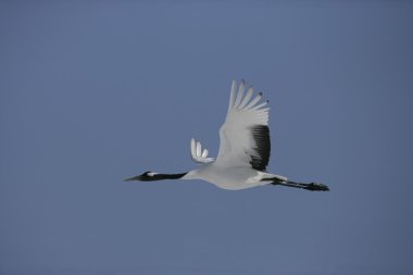 taç kırmızı turna, Japon vinç, grus japonensis,