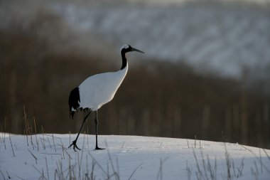 taç kırmızı turna, Japon vinç, grus japonensis,