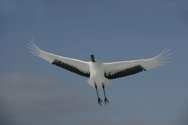 Grúa de corona roja, grúa japonesa, Grus japonensis , — Foto de Stock