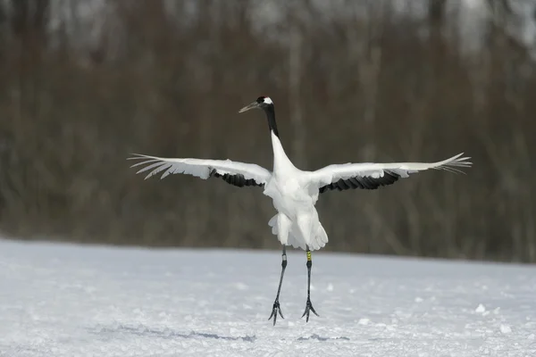 Grue à couronne rouge, Grue japonaise, Grus japonensis , — Photo