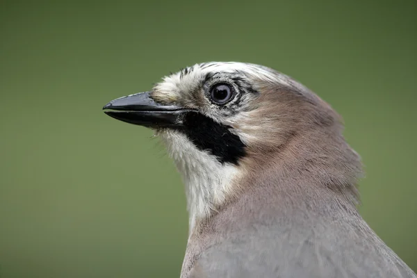 Jay, Garrulus glandarius — Fotografia de Stock