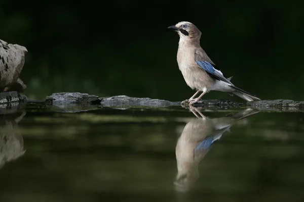 Arrendajo, garrulus glandarius —  Fotos de Stock