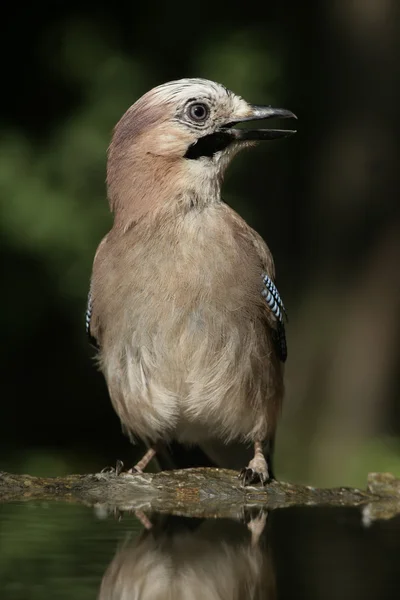 Jay, Garrulus glandarius — Stock Photo, Image