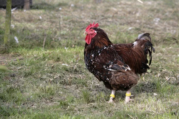 Jubiläums-Orpington — Stockfoto