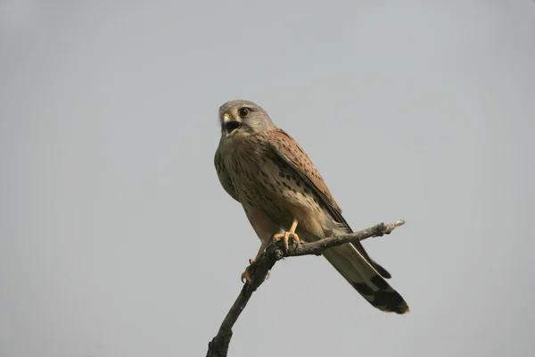 Turmfalke, Falco tinnunculus — Stockfoto