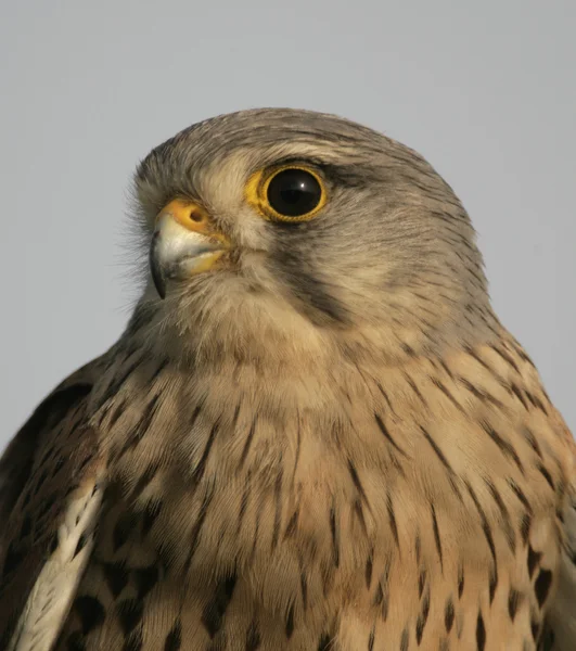Pustułka, Falco tinnunculus — Zdjęcie stockowe