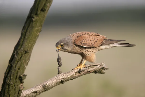 Кестрел, Falco tinnunculus — стоковое фото
