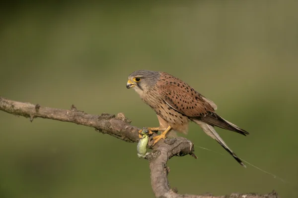 Pustułka, Falco tinnunculus — Zdjęcie stockowe