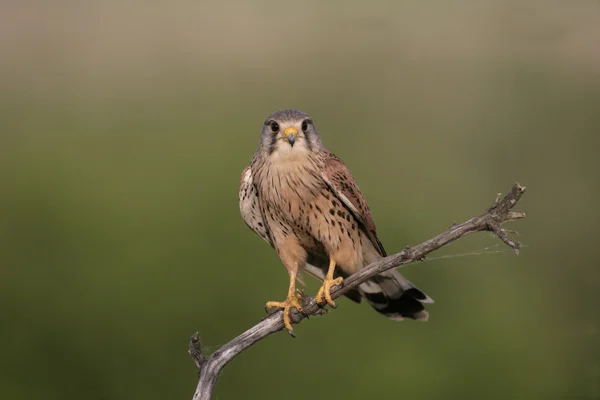 Turmfalke, Falco tinnunculus — Stockfoto