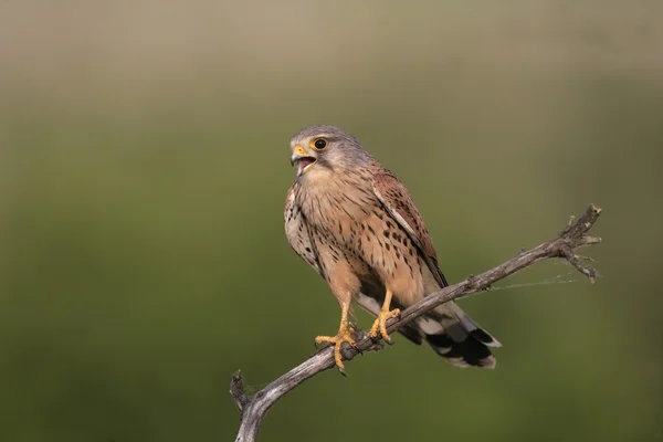 Kestrel, Falco tinnunculus — Stock Photo, Image