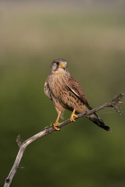 Peneireiro-vulgar, falco tinnunculus — Fotografia de Stock