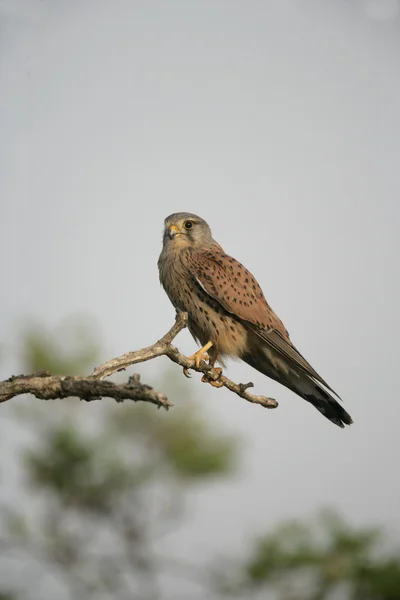 Kestrel, Falco tinnunculus — Stock Photo, Image