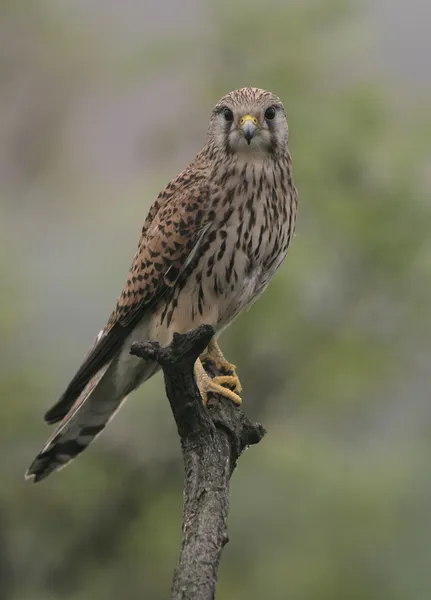 Kestrel, Falco tinnunculus — kuvapankkivalokuva