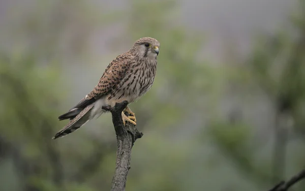 Poštolka, falco tinnunculus — Stock fotografie