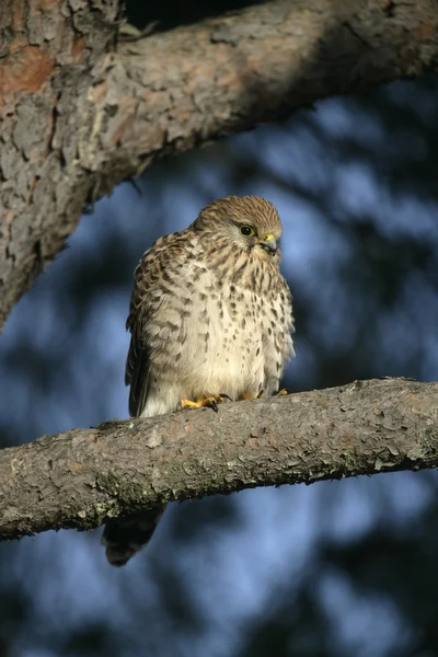 Kestrel, Falco tinnunculus — Stock Photo, Image