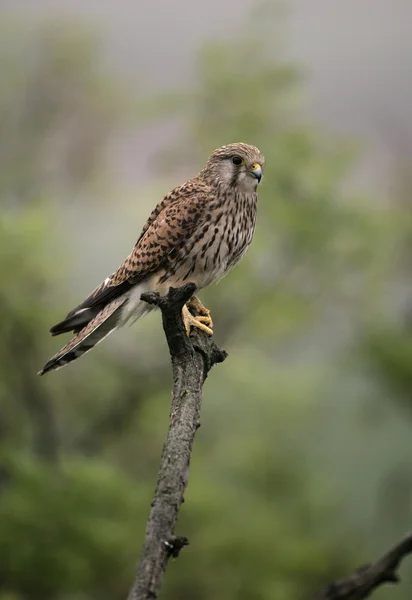 Kestrel, Falco tinnunculus — Stock Photo, Image