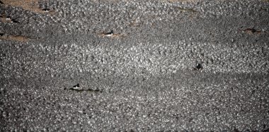 düğüm, calidris canutus